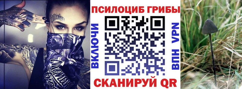 MEGA онион  сколько стоит  Новосокольники  Галлюциногенные грибы Psilocybe 